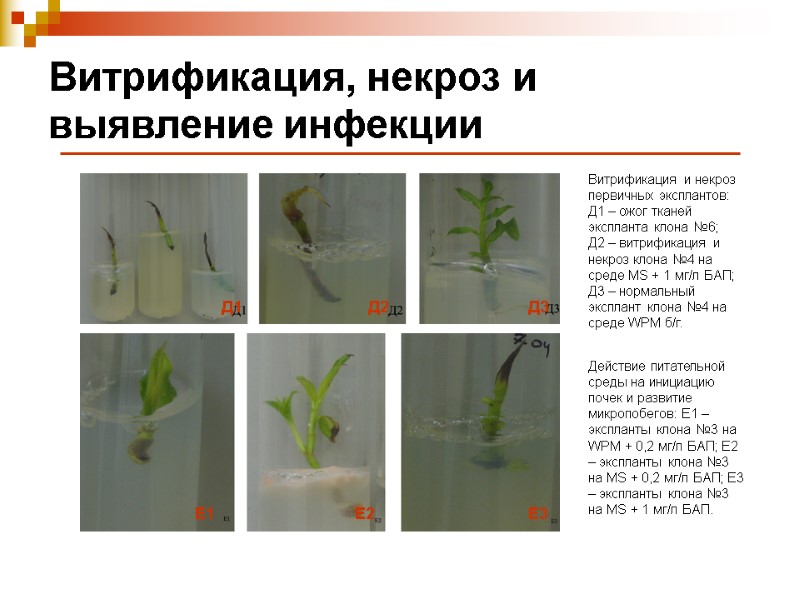 Витрификация, некроз и выявление инфекции Витрификация и некроз первичных эксплантов: Д1 – ожог тканей